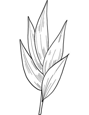 Eucalyptus Leaves Coloring Page